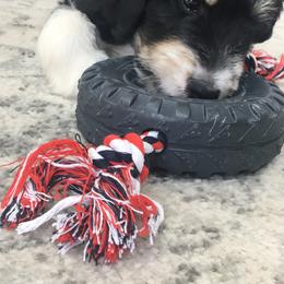 Bernedoodle Puppies from Sunset Family Farm