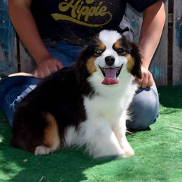 Juanita ASDR - Toy Australian Shepherd