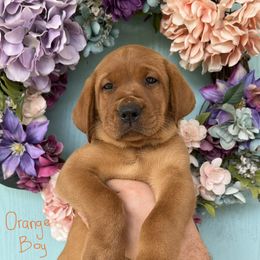 Labrador Retriever Puppies from Copper Clover Labradors