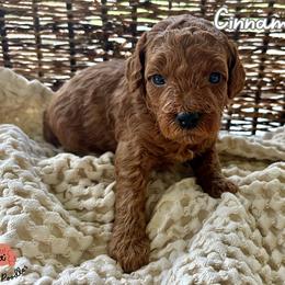 Poodle Puppies from Rouge Poodles