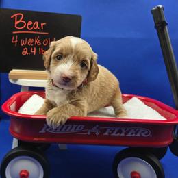 Bear - Apricot male Goldendoodle puppy in Summerville, South Carolina from Channys Doodles