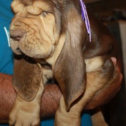 Bloodhound and Mastiff Puppies from Teoc Bloodhounds and Mastiffs