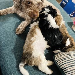 Chanel - Shihpoo