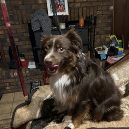 Trevor - Toy Australian Shepherd