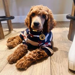Yellow Collar - Red  male Poodle puppy in El Paso, Texas from Paws Of Beauty