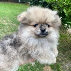 Foxie - Blue merle female Pomeranian puppy in Los Angeles, California from Furever Blessed 🤍🐾🖤