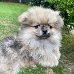 Foxie - Blue merle female Pomeranian puppy in Los Angeles, California from Furever Blessed 🤍🐾🖤