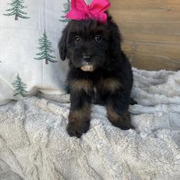 Yellow collar - Phantom female Goldendoodle puppy in Homer, Georgia from Creekside Kennels