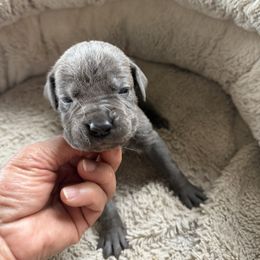 Boy 3 - male Cane Corso puppy in Granbury, Texas from Revolutions Kennel