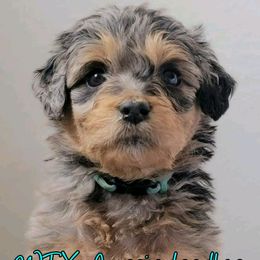 Aussiedoodles and Australian Shepherds from WTX Aussies & Doodles