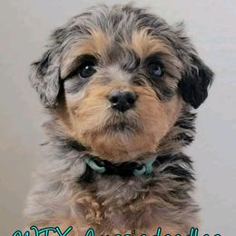 Aussiedoodles and Australian Shepherds from WTX Aussies & Doodles