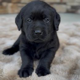 Boy 3 - Black male Labrador Retriever puppy in Chapel Hill, Tennessee from Pure Heaven Labs