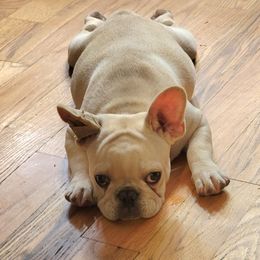 French Bulldog Puppies from Alcide kennels