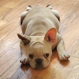 French Bulldog Puppies from Alcide kennels