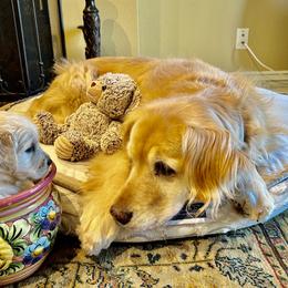 Sasha - Golden Retriever