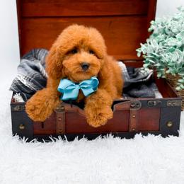 Edwin - Red  male Goldendoodle puppy in North Carolina from NC Doodle Puppies