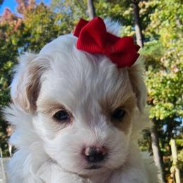 Ivy - White female Maltipoo puppy in Utica, Ohio from Poodle Me Crazy