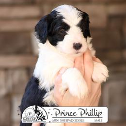 Prince Phillip - Black and white male Sheepadoodle puppy in Cleveland, Tennessee from Narrow Path Old English & Sheepadoodles