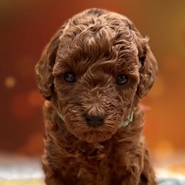 Gus - Red  male Poodle puppy in Florida from Rouge Poodles