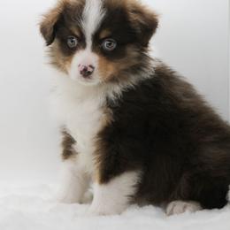 Boy 1 - Red tri-color male Miniature American Shepherd puppy in Childress, Texas from Taylor Farms