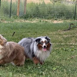 Miniature American Shepherds and Toy Australian Shepherds from Legendmaker MAS