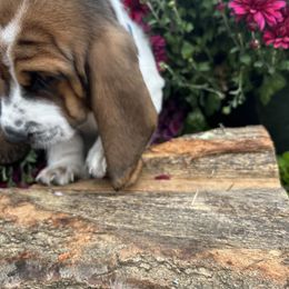 Basset Hound Puppies from Susan's Basset Hounds