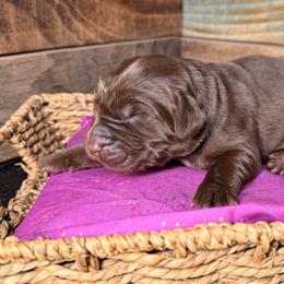 Godiva - Brown female Newfoundland puppy in Tully, New York from Bear Paw Newfoundlands