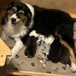 Australian Shepherd and Lakeland Terrier Puppies from Susan Harris