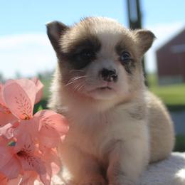 Tina - Red female Pembroke Welsh Corgi puppy in North Manchester, Indiana from Covered Bridge Corgis