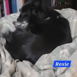 Roxie - Shetland Sheepdog