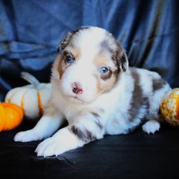 Ivory - Red merle female Miniature Australian Shepherd puppy in Ixonia, Wisconsin from Hunt N Oaks
