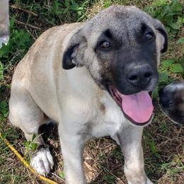 Anatolian Shepherd Dogs from Twisted Trails Farm
