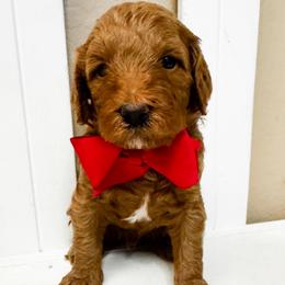 Peep - Red  male Goldendoodle puppy in Peoria, Arizona from Cactus Doods