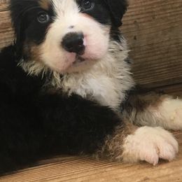 Bernese Mountain Dog Puppies from D’S Bernese Mountain Dogs