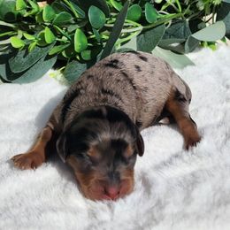 Madonna - Merle female Cavapoo puppy in Dothan, Alabama from Farquharson's Poodles&Doodles