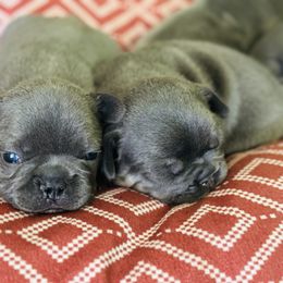 French Bulldog Puppies from Candice Thaggard