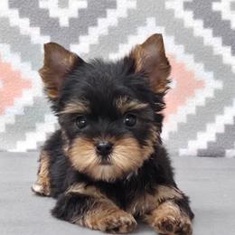 Bella - Black and tan female Yorkshire Terrier puppy in Monticello, Iowa from Ashley’s Puppies