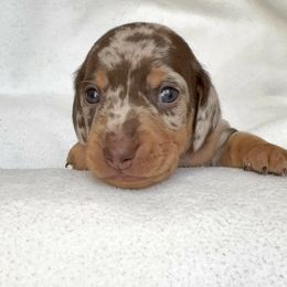 Boy 1 - Dapple male Dachshund puppy in Hollidaysburg, Pennsylvania from Weenie Bros