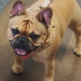 French Bulldog puppies from A&D Frenchies