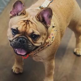 French Bulldog puppies from A&D Frenchies