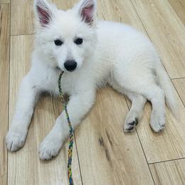Berger Blanc Suisse Puppies from Moonlight Berger Blanc Suisses