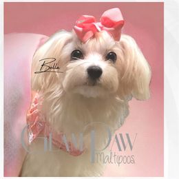 Bella - Maltese