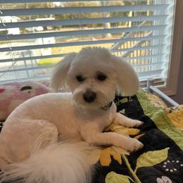Coton de Tulear All Grown Up from Seven Seas Cotons