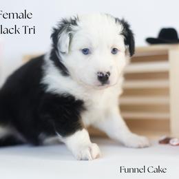 Funnel Cake - Black tri female Miniature Australian Shepherd puppy in Wooster, Ohio from Kari's Mini Aussies