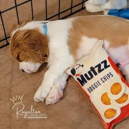 Cavalier King Charles Spaniel Puppies from Royalton Cavaliers