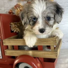 Moss - Blue merle male Aussiedoodle puppy in Bronson, Florida from Tabler Family Puppies