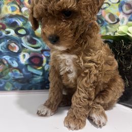 Poodle Puppies from Foxtrot Farm Poodles