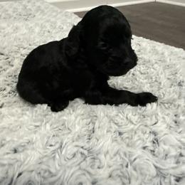 Male 5 - Black male Cockapoo puppy in Dahlonega, Georgia from Loveable Cockapoos