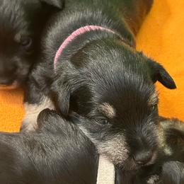 Lily - Black and silver female Miniature Schnauzer puppy in Woodburn, Kentucky from Southern Kentucky Schnauzers