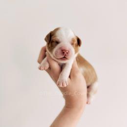 Lavender Girl - Caramel female Australian Labradoodle puppy in Syracuse, Indiana from The Doodle Cove